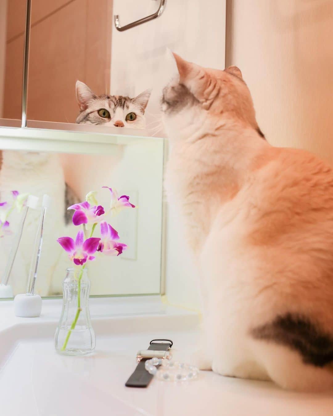 Natsukiさんのインスタグラム写真 - (NatsukiInstagram)「最近洗面所がお花だらけです(笑) 白い悪魔達がいるので、留守中はリビングなどにお花を置くことができず、洗面所に、大集合しています(笑)  #cat  #scottishfold  #猫のいる暮らし  #bloomeelife  #flower  ここからはPRです。  @nomonday_jp 様いただいた時計が、やけに私の腕にしっくり合い、最近はいつもこの時計です。 腕でくるくる回らずいい感じ(^^) クーポンコード『milky517』 こちらのクーポンコードで10%offになります。  #nomonday  #ノーマンデー #腕時計  #時計  #手元倶楽部」6月4日 14時17分 - milky517
