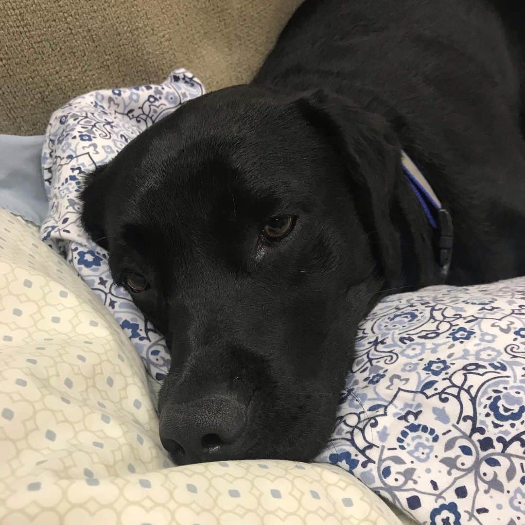 ストーン・コールド・スティーブ・オースチンのインスタグラム：「Slumber party.  Cali.  #blacklab #labsofinstagram」