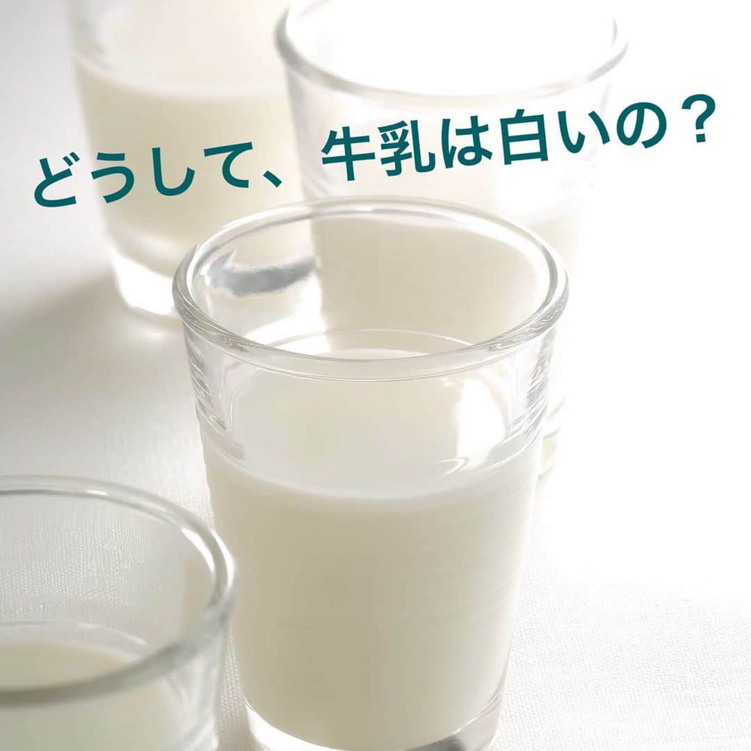 雪印メグミルクさんのインスタグラム写真 - (雪印メグミルクInstagram)「. 🥛６月は牛乳月間🥛 . 皆さん、やっモ〜❗️ ボクから牛乳クイズだモ❤️ -------------------- どうして、牛乳は白いの❓ -------------------- みんなはもちろん知っているモ？ 大人だモ。知っているモ★ . . . ボクの大好きな牛乳が白い理由は光の乱反射だモ！ . 牛乳の中には、水に溶けないタンパク質のカゼインや、乳脂肪の粒子が無数に漂っているモ。 . それらが、外からの光を反射し、反射した光が散乱するために、ボクたちには白くみえるんだモ❤️ . ちょっと賢くなったモ♪ . #牛乳 #豆知識 #牛乳で乾杯 #クイズ #牛乳月間#ポジミク#コップ牛の未来 #雪印メグミルク#worldmilkday #ミクQ」6月4日 15時18分 - megmilk.snowbrand