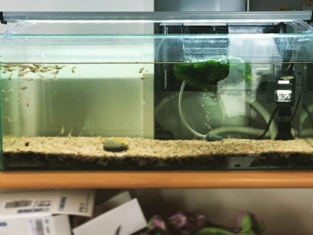 ただすけのインスタグラム：「実は昨日の朝、メダカの親父が星になりました。 お母さんと二匹でたくさんの子供を各地に残し、大往生とは言わないまでも長いこと頑張ってくれました。 夫婦同じ場所に弔ったので、お空でも仲良くね。 ありがとう。 写真は現在の水槽全景。 毬藻に水草が吸収されて１つに…！ #今日のメダカ」