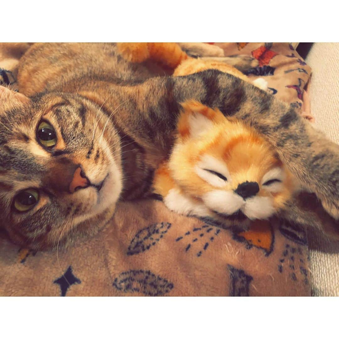 福田多希子さんのインスタグラム写真 - (福田多希子Instagram)「🧸♥︎💤﻿？ 締めてる ﻿  #愛猫﻿﻿﻿ #猫#cat#キジトラ﻿ #browntabby ﻿ #まねき#maneki ﻿ #ニャンスタグラム」6月4日 15時46分 - yomeponta