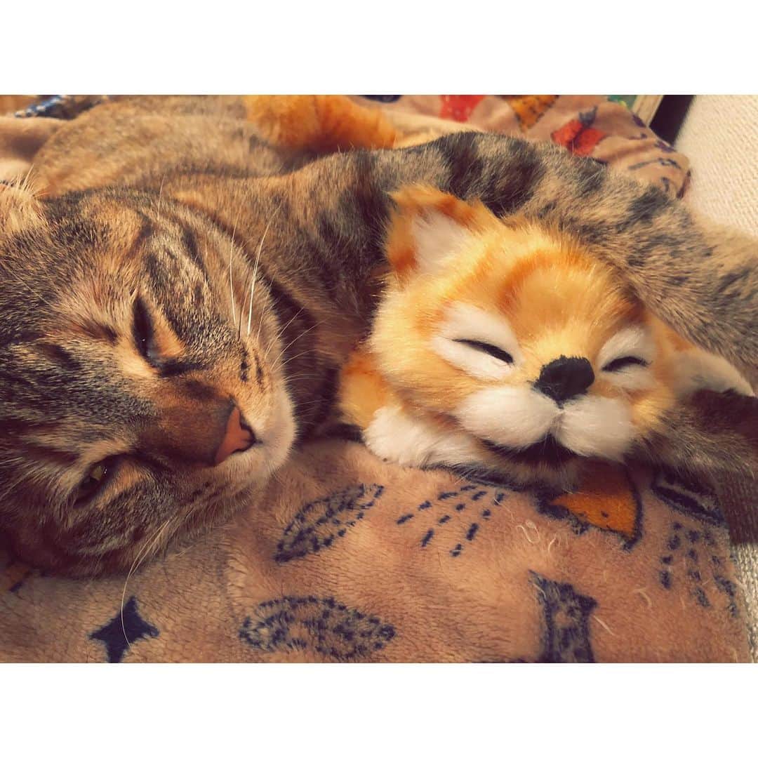 福田多希子さんのインスタグラム写真 - (福田多希子Instagram)「🧸♥︎💤﻿？ 締めてる ﻿  #愛猫﻿﻿﻿ #猫#cat#キジトラ﻿ #browntabby ﻿ #まねき#maneki ﻿ #ニャンスタグラム」6月4日 15時46分 - yomeponta