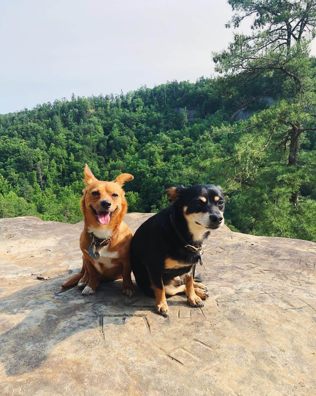 ジュディ舞衣のインスタグラム：「Don't know how I stayed away from Kentucky for so long but it still felt like home🏡☀️ ． P.s. I desperately need a little long doggo🐶 ． #kentucky #lexingtonky #redrivergorge #doggo #homesweethome #hike #doggy #🇺🇸」