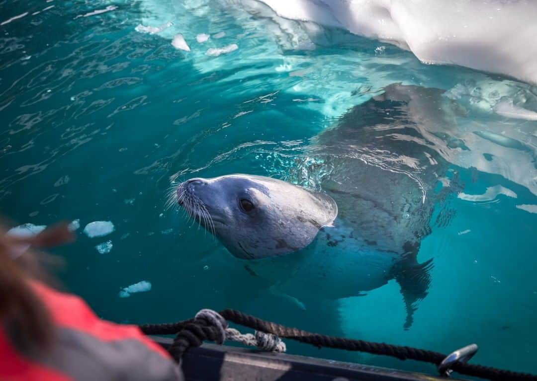 National Geographic Travelさんのインスタグラム写真 - (National Geographic TravelInstagram)「Photo by @acacia.johnson | A curious crabeater seal approaches a boat of travelers in Antarctica. The coastal animals of this pristine, remote continent have never learned to fear humans, making it possible for travelers to experience breathtakingly close encounters when animals choose to approach. Follow me at @acacia.johnson for more adventures from the Polar Regions and beyond. #crabeaterseal #antarctica #polar」6月5日 1時08分 - natgeotravel