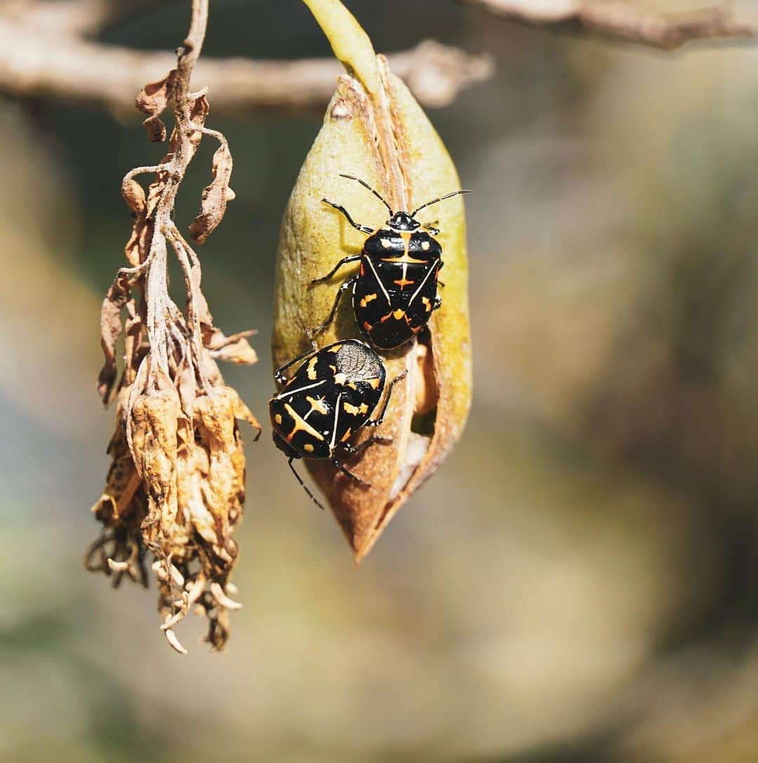 マーゴ・ヘイズさんのインスタグラム写真 - (マーゴ・ヘイズInstagram)「Secret Worlds  Murgantia histrionica🐞 Peritoma arborea🌱」6月5日 1時49分 - margojain