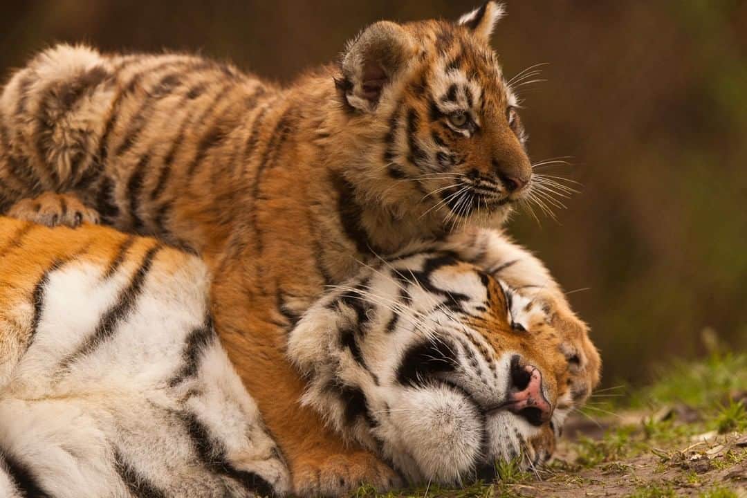 Discoveryさんのインスタグラム写真 - (DiscoveryInstagram)「A young cub tries to hold his mom’s attention. 🐅🐅 . . . . #TigerTuesday #POTD #photooftheday #picoftheday #photography #nature #naturephotography #wildlifephotography #Tigerland #bigcats #tigers #ProjectCAT」6月5日 1時58分 - discovery