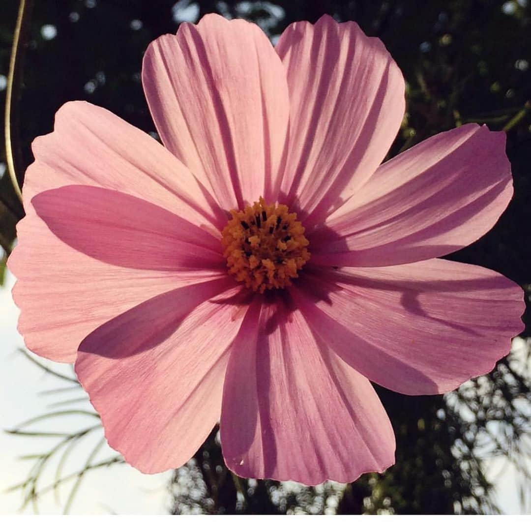 massaferaさんのインスタグラム写真 - (massaferaInstagram)「Quando você gosta de uma flor, você a arranca. Quando você ama uma flor, você a rega (cultiva) todos os dias  Buda 😍🙏🏼👏🏼」6月5日 2時12分 - massafera