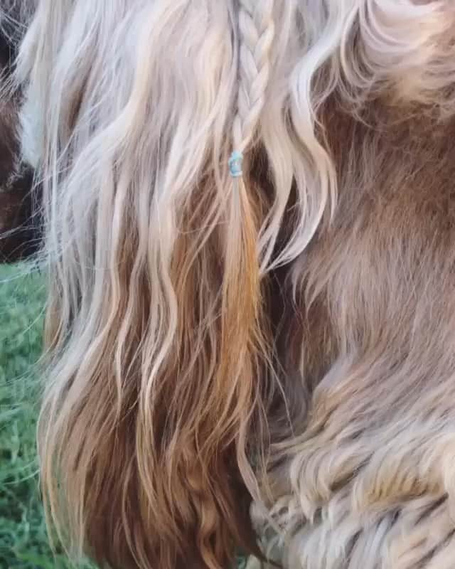 DogsOf Instagramのインスタグラム：「“Yes I’m aware that I look better in braids than you do Jessica. Tell me something I don’t know 💁🏼‍♀️” writes @charlieandfrankie_  #dogsofinstagram」