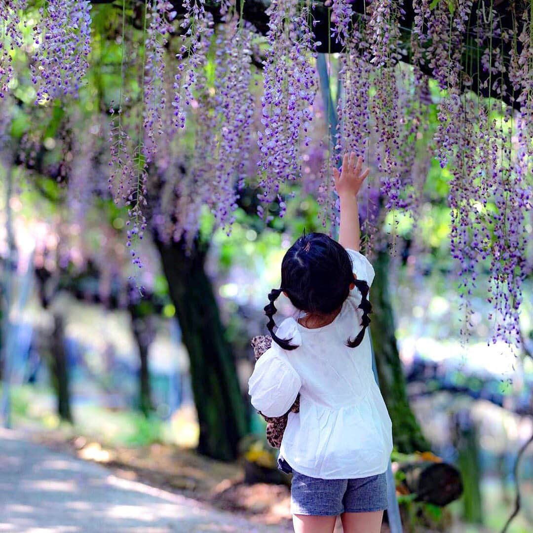 ジェットスター航空さんのインスタグラム写真 - (ジェットスター航空Instagram)「色鮮やかなフジの花がたくさん見られる　#千財農園　の藤棚✨　背伸びして届くかな？今の季節は #バラ も楽しめるんでスター🌹✨ ジェットスター「#e旅ブック」第11弾の大分編をお届け中✈️ ・ #ジェットスター　#jetstar_japan　#jetstar #e旅ブック大分編　#etabibook　#e旅ブック大分編 #九州　#大分　#oita　#大分旅行　 #おおいた #九州ぐらむ #おんせん県 #日本　#Japan　#旅　#旅行　#Travel #LCC　#LCC女子旅　#旅したくなるフォト #旅行好きな人と繋がりたい ・ ------------------------------ 📷 by @shunbohw Special thanks⭐ ------------------------------」6月4日 17時37分 - jetstar_japan