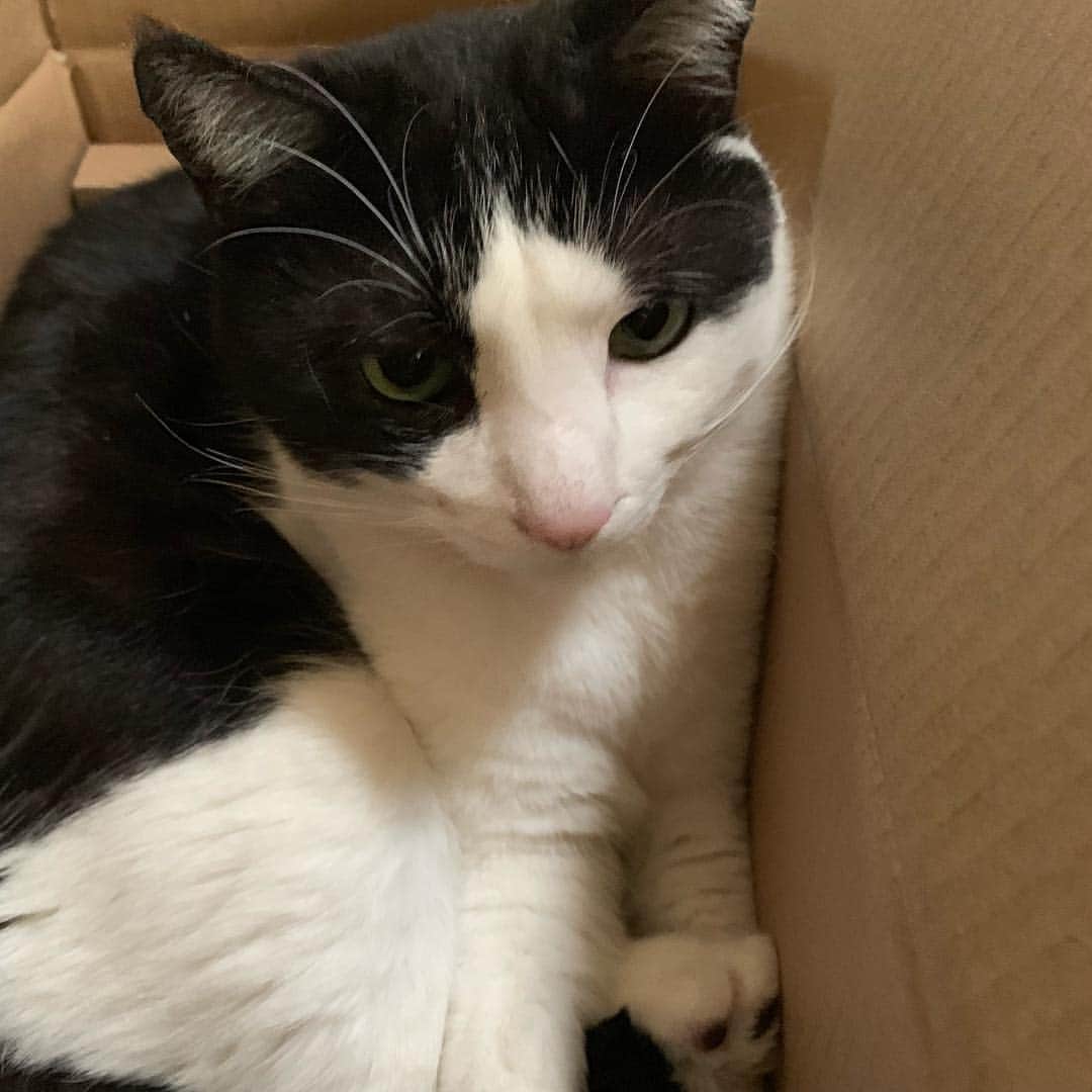 野間美由紀のインスタグラム：「今日のダンボール猫。」