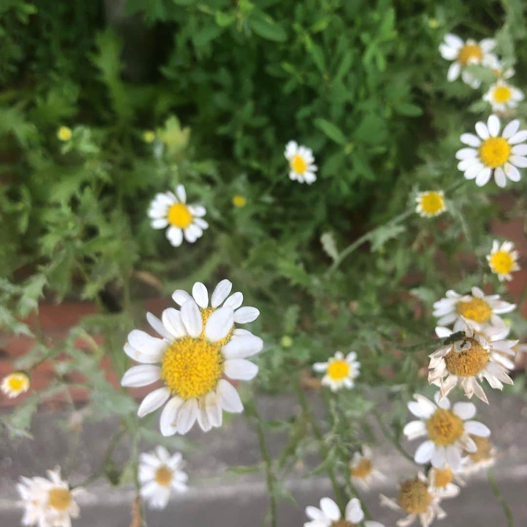本田みずほさんのインスタグラム写真 - (本田みずほInstagram)「お花は本当に可愛い💐 癒された💖」6月4日 17時50分 - mizuhonda0422
