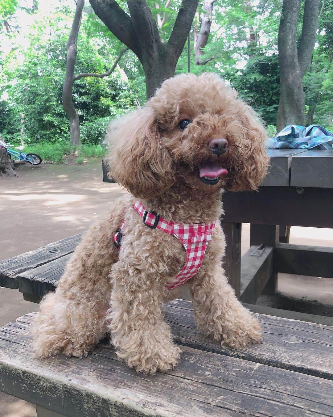 飛鳥りんのインスタグラム：「ミニーとお出かけ🐩☀️ #愛犬 #トイプードル」