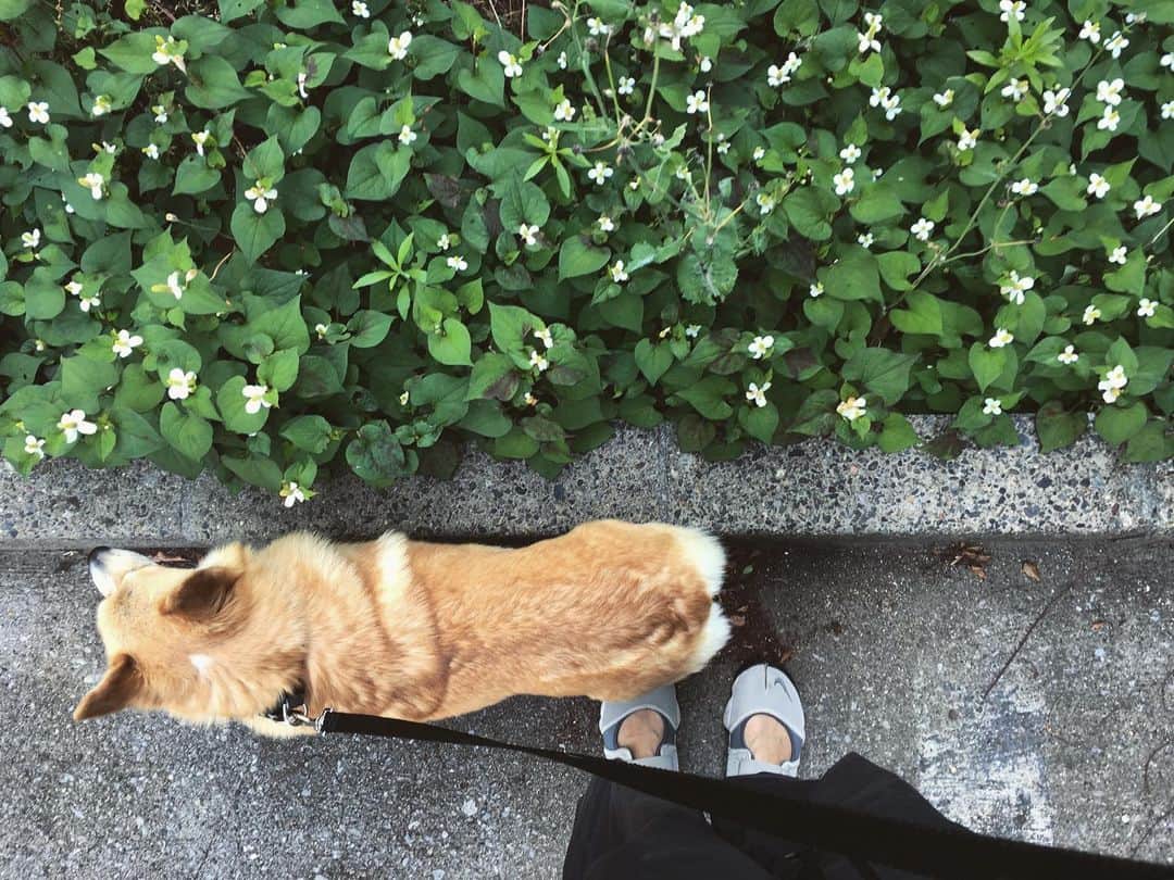 maggydaisyのインスタグラム：「_  今年はモアと一緒に❁  梅雨入り間近？ お散歩、困るなぁ。。」