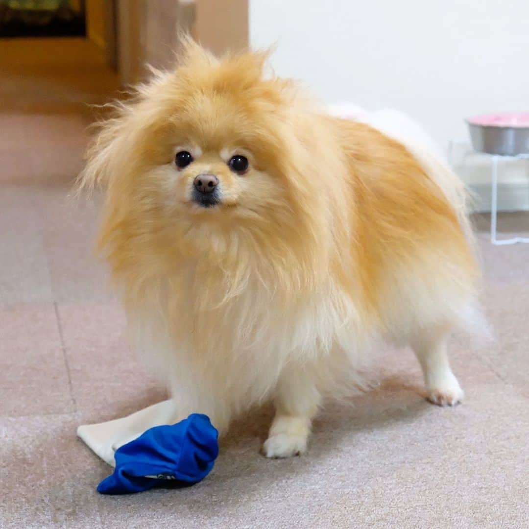 Hanaさんのインスタグラム写真 - (HanaInstagram)「ブログ更新しました♪ * オモチャを咥えて ヘッドバンギングするもんだから 髪の毛がボッサボサ * いつでも やってやんよ🐶 * オラオラポメラニアン * * #Pomeranian#pom#pompom#pomstagram#pets#fluffy#dogs#doglover#dogsofinstagram#dogstagram#Japan#Kawaii#fluffydog#ポメラニアン#犬#いぬら部#chien#pecoいぬ部#포메라니안#もふもふ#可愛い#かわいい#cute#cutedog#funny#funnydog」6月4日 18時17分 - mofu2family
