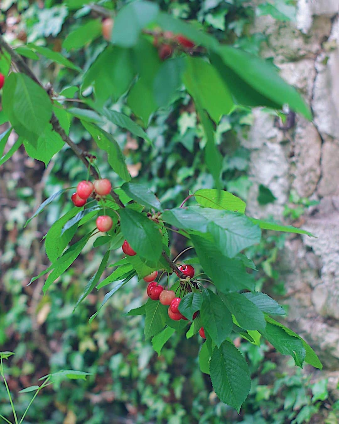 フランスアンティーク ランスタンさんのインスタグラム写真 - (フランスアンティーク ランスタンInstagram)「採れたて #🍒 が今日のおやつ。 大量だぁ〜 ． 珍しく可愛らしい #さくらんぼ のオーバル。 こちらも#プロローグ展2019 に。 この季節にご紹介したくて、ずっと寝かせてました☺️ . #甘くて美味しいからツグミとの勝負 #さくらんぼ狩り  #器 #器好き #ブロカント #フランスの田舎  #庭のある暮らし ． Prologue 第8章 au fil des jours  7/12〜14 横浜馬車道  大津ギャラリーB1  東急東横線、みなとみらい線、馬車馬駅下車B5出口、徒歩１分」6月4日 18時26分 - antique_france