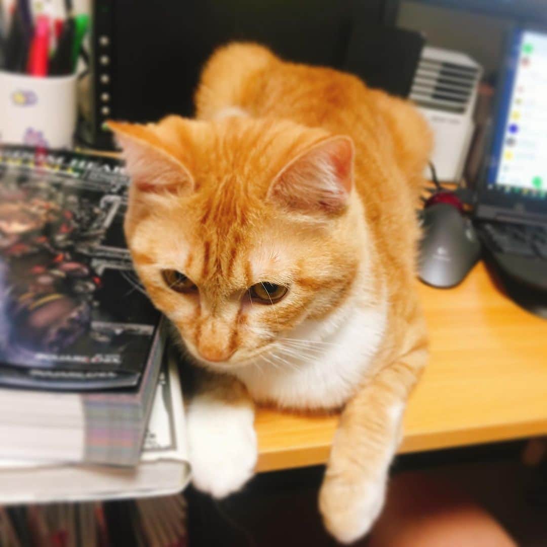 金巻ともこさんのインスタグラム写真 - (金巻ともこInstagram)「邪魔だよ。デスクにあるものがボカしても隠れていませんが、許容範囲ということにします。vol.2は7/25発売です。 #kurohakuchai #tabby #orangetabby #cat #猫 #茶トラ」6月4日 18時39分 - tomotomoco