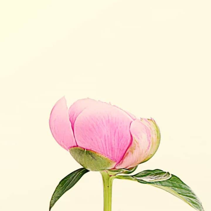 のインスタグラム：「flower bloom ▷▷ - きゅっと丸いつぼみからこぼれ落ちるほどいっぱいに花びらを広げる芍薬。 - その艶やかで美しく咲き誇る姿は生命力に満ち溢れ、見ているだけで元気をもらえる気がします。 - ちょっとうまくいかないとき、落ち込んだとき、だれかに背中を押してもらいたいときにも、花があるだけで心の栄養をもらえるから、やっぱり花って素敵ですよね。 - - - #芍薬#シャクヤク#花っていいもんですね💐 #心の栄養#元気もらえる #花が好き#青山フラワーマーケット#flower#aoyamaflowermarket#bloom#peony」