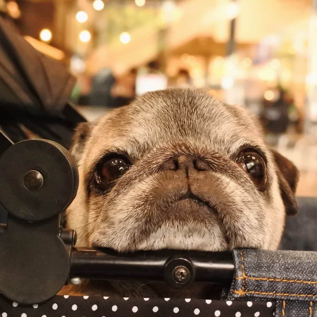 八兵衛のインスタグラム：「Hachibei☺️ * * #ほぼ黒パグ #おじいちゃん犬 #パグ #pug #puggy #puglife #puglove #petstagram #pugstagram #pugsofinstagram #pugs #dog #ふわもこ部  @igersjp #IGersJP #east_dog_japan #pecoイヌ部 #八兵衛 #はちべえ #朝ワンコ夕ニャンコ #starbucks #starbuckscoffee #犬とカフェ #マザーカート」