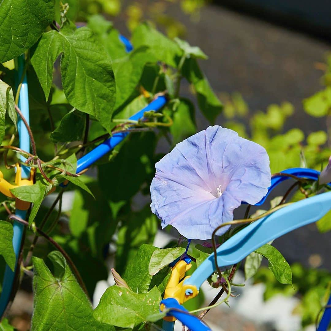 2020年東京オリンピックさんのインスタグラム写真 - (2020年東京オリンピックInstagram)「Pupils of Rinkai Aomi Special Support School learned how to sow the Japanese Morning Glory seeds for #Tokyo2020 🌱 The flowers will be used in place of traditional partitions to create natural barriers at spectator screening areas in front of Tokyo 2020 venues. These flowers will welcome visitors from all around the world during Games.  We hope you can see the #flowers #花 pupils planted when you are here next year❣️ . | Photo by Tokyo 2020」6月4日 19時23分 - tokyo2020