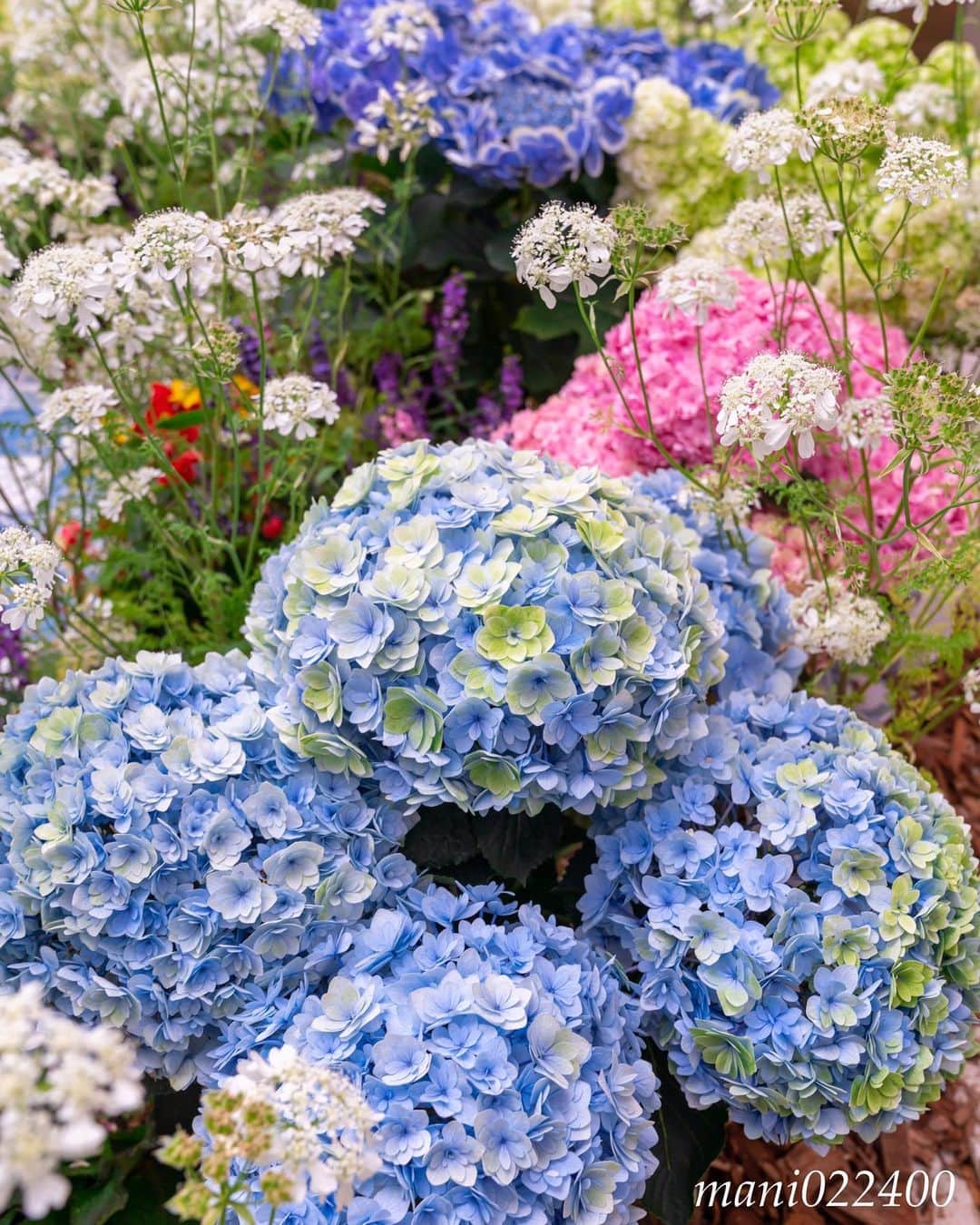 mani022400のグルメインスタ