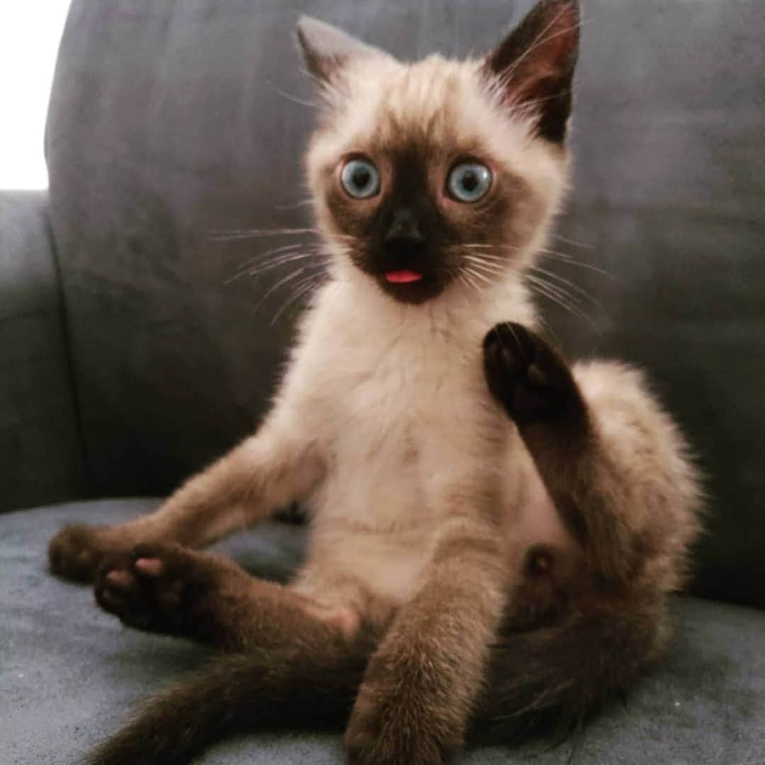 Aww Clubさんのインスタグラム写真 - (Aww ClubInstagram)「Wanna see my tongue? 📷@sesameshorthair @the_pretty_kitty55 5 @narcohuddy @leonoiren @lilygeorgecats @monikestradar @blanziflor75 @efbccathouse @theresa.furrer @king_simba212  Tag #meowedtongueout to get a chance to be featured  #meowed #meowedtongueout #blep #mlem #tongueout #tongueouttuesday #👅 #TOT #britishshorthair #tabby #blackcat #ragdoll #snowleopard #leopard #Persian」6月4日 19時28分 - meowed