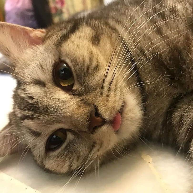 Aww Clubさんのインスタグラム写真 - (Aww ClubInstagram)「Wanna see my tongue? 📷@sesameshorthair @the_pretty_kitty55 5 @narcohuddy @leonoiren @lilygeorgecats @monikestradar @blanziflor75 @efbccathouse @theresa.furrer @king_simba212  Tag #meowedtongueout to get a chance to be featured  #meowed #meowedtongueout #blep #mlem #tongueout #tongueouttuesday #👅 #TOT #britishshorthair #tabby #blackcat #ragdoll #snowleopard #leopard #Persian」6月4日 19時28分 - meowed