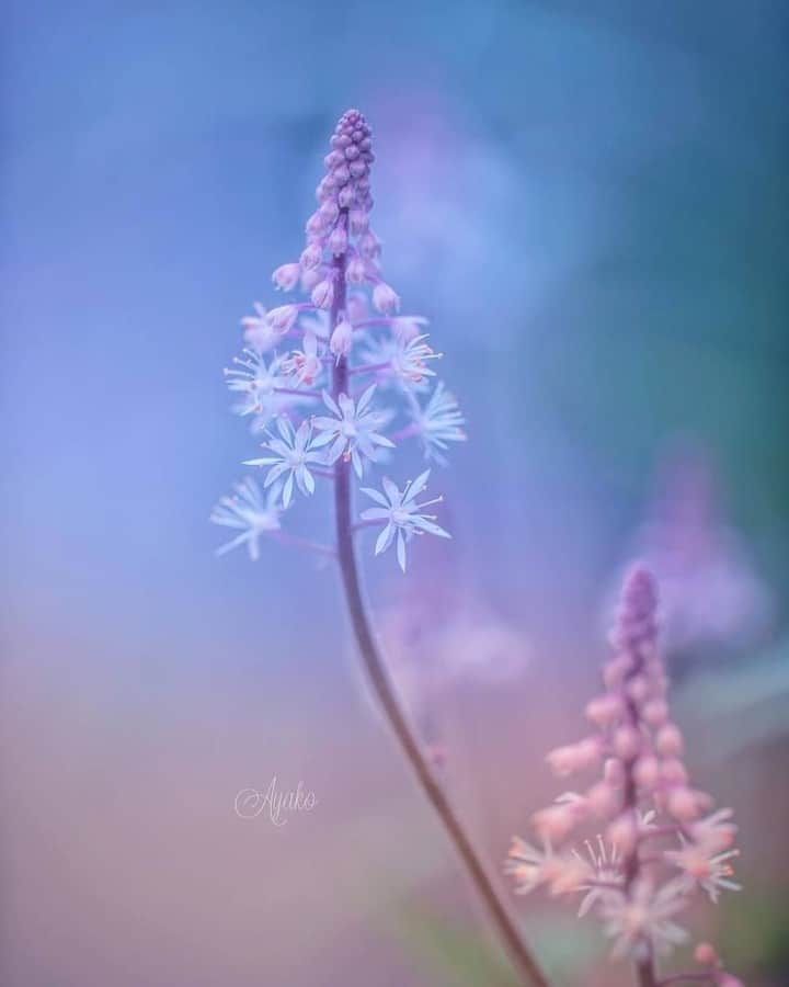 花の写真館のインスタグラム：「Photo by @a_ya._pic.⠀ https://instagram.com/a_ya._pic/⠀ .⠀ Original Post[投稿頂いたURL]⠀ https://www.instagram.com/p/BioowTpH_nu/⠀ .⠀ 本アカウントは、 #私の花の写真 をつけてInstagramに投稿された皆さまの花の写真や、「花の写真館」Facebookページで投稿された花の写真を紹介します。⠀ 「花の写真館」Facebookページは、「 @floral.photograph 」のプロフィールにあるURLからご覧ください。⠀ .⠀ #花の写真館 #floralphotograph #floralphoto #flower #flowers #富士フイルム #FUJIFILM⠀ Follow: @floral.photograph」