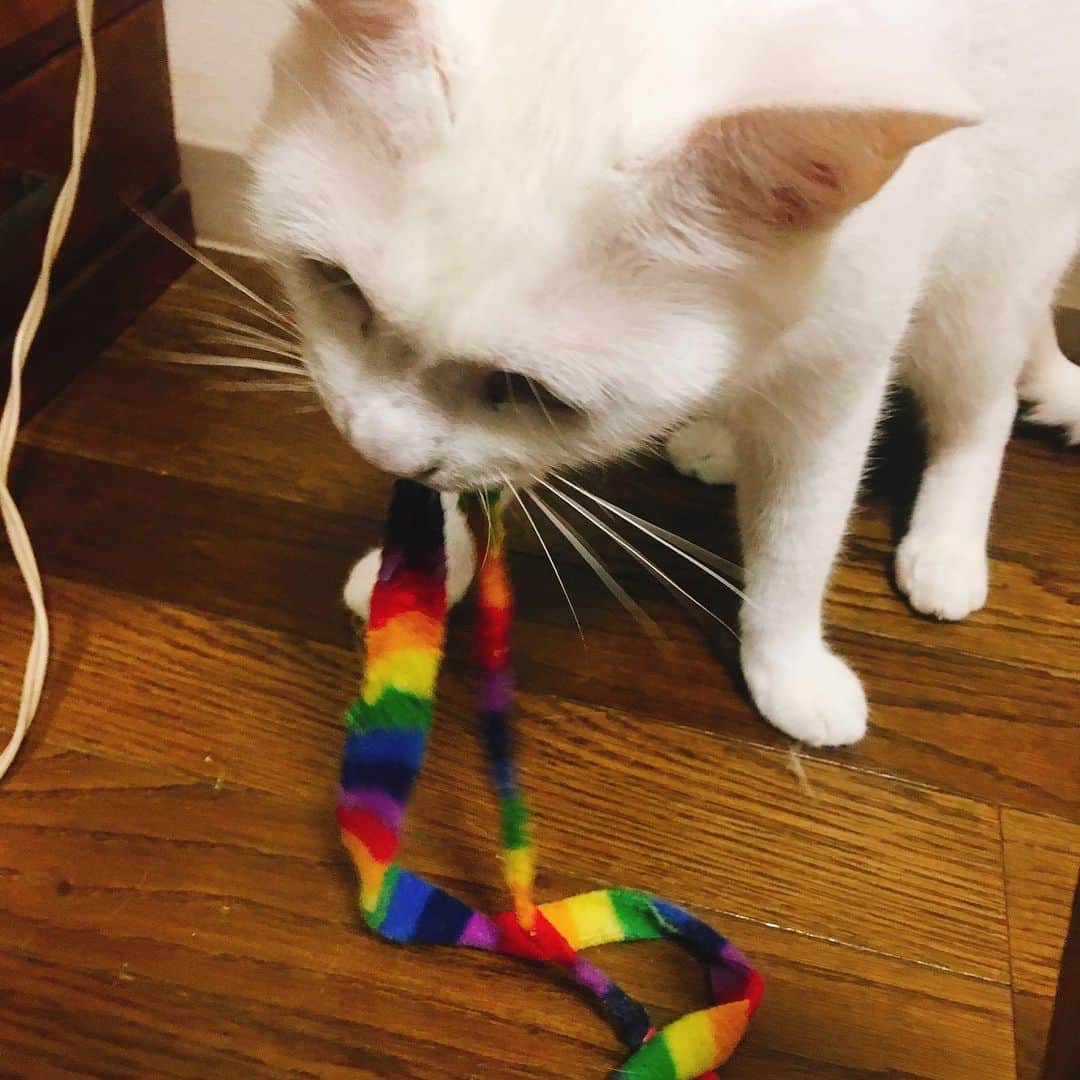 金巻ともこさんのインスタグラム写真 - (金巻ともこInstagram)「おもちゃをずっともっちゃもっちゃ噛んでるんだけど、それ噛むタイプのおもちゃじゃないと思うんだ…… #kurohakuchai #cat #猫 #白猫 #whitecat」6月4日 19時31分 - tomotomoco