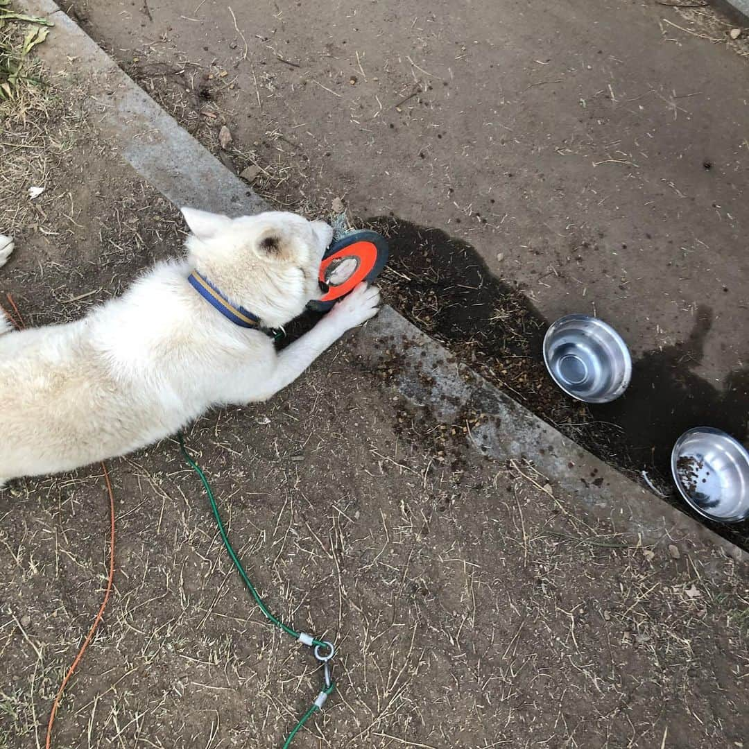 カン・ヘヨンさんのインスタグラム写真 - (カン・ヘヨンInstagram)「저는 오늘 #양산개농장 에서 구조 된 아이들이 있는 #국회의사당 에 다녀왔어요  서울 한복판에 이렇게 아이들이 있을줄이야 정말 놀랬어요  갈 곳 없이 천막아래 모여있는 많은 아이들 사람에게 상처를 받았음에도 사람들을 너무 좋아하는 아이들  다들 너무너무 수고 많으시고 멋있으신 분들... (텐트치고 아이들이랑 밖에서 같이 주무신다고..ㅠㅠ) 오늘 잠깐이나마 다녀왔는데 저는 또 갈거에요! 기약없이 아이들 입양처가 정해질때까지 있다고 들었어요ㅠㅠ  너희는 언제 따듯한 집에서 무한한 사랑을 받으며 지낼수 있을까  장난감도 좋아하고 뽀뽀도 좋아하구 똥꼬발랄♥️ #개농장 아이들도 다른 반려견들처럼 이렇게나 사랑스럽고 착해요  봉사하러 오실 시간이 없으시다면 후원이라도 좋아요 카카오 7979-1078-961 (김지영) 단 돈 오천원, 만원이어도 좋으니 아이들 치료비, 약값, 사료값, 봉사자분들의 조금 더 나은 봉사를 위해 같이 참여해주셨으면 정말 정말 정말!! 너무나 감사하겠습니다  평소 저한테 후원하고 싶으나 잘 모르시겠다고 하셨던 분들! 양산 개농장 아이들을 위해 조금이나마 후원해주셨으면해요😭♥️♥️♥️ (이렇게나마 많은 분들이 #유기견 #개농장 #번식견 들에 대해 아셨으면.. 알고 계셨으면이라도 해요)」6月4日 20時08分 - mangdoo_noona