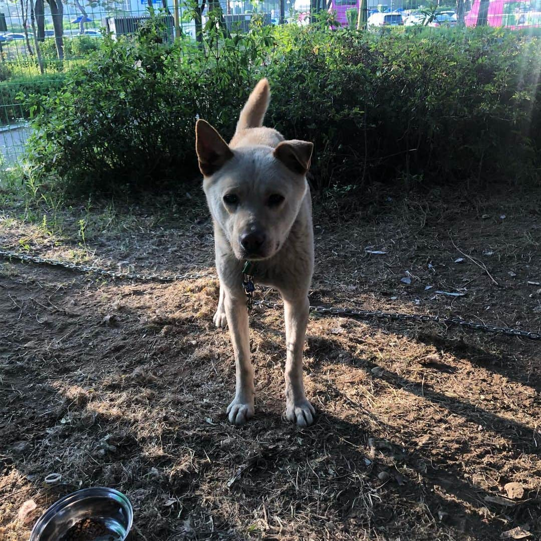 カン・ヘヨンさんのインスタグラム写真 - (カン・ヘヨンInstagram)「저는 오늘 #양산개농장 에서 구조 된 아이들이 있는 #국회의사당 에 다녀왔어요  서울 한복판에 이렇게 아이들이 있을줄이야 정말 놀랬어요  갈 곳 없이 천막아래 모여있는 많은 아이들 사람에게 상처를 받았음에도 사람들을 너무 좋아하는 아이들  다들 너무너무 수고 많으시고 멋있으신 분들... (텐트치고 아이들이랑 밖에서 같이 주무신다고..ㅠㅠ) 오늘 잠깐이나마 다녀왔는데 저는 또 갈거에요! 기약없이 아이들 입양처가 정해질때까지 있다고 들었어요ㅠㅠ  너희는 언제 따듯한 집에서 무한한 사랑을 받으며 지낼수 있을까  장난감도 좋아하고 뽀뽀도 좋아하구 똥꼬발랄♥️ #개농장 아이들도 다른 반려견들처럼 이렇게나 사랑스럽고 착해요  봉사하러 오실 시간이 없으시다면 후원이라도 좋아요 카카오 7979-1078-961 (김지영) 단 돈 오천원, 만원이어도 좋으니 아이들 치료비, 약값, 사료값, 봉사자분들의 조금 더 나은 봉사를 위해 같이 참여해주셨으면 정말 정말 정말!! 너무나 감사하겠습니다  평소 저한테 후원하고 싶으나 잘 모르시겠다고 하셨던 분들! 양산 개농장 아이들을 위해 조금이나마 후원해주셨으면해요😭♥️♥️♥️ (이렇게나마 많은 분들이 #유기견 #개농장 #번식견 들에 대해 아셨으면.. 알고 계셨으면이라도 해요)」6月4日 20時08分 - mangdoo_noona