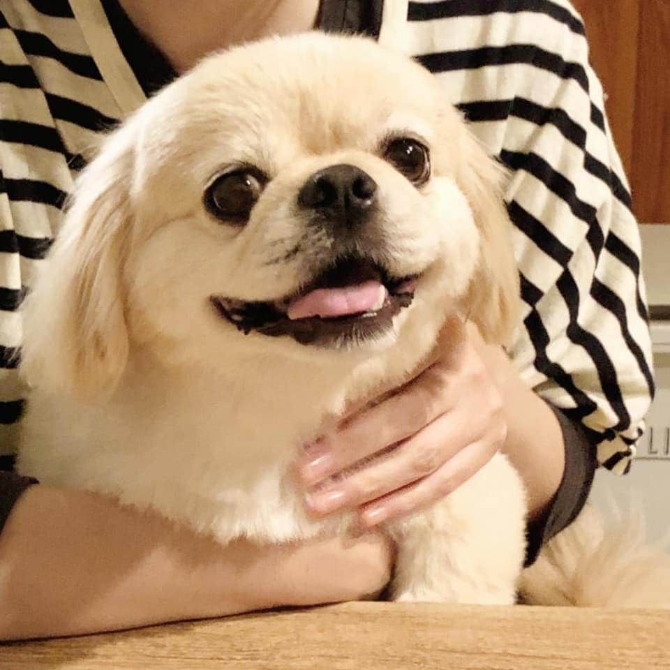 DogHuggyのインスタグラム