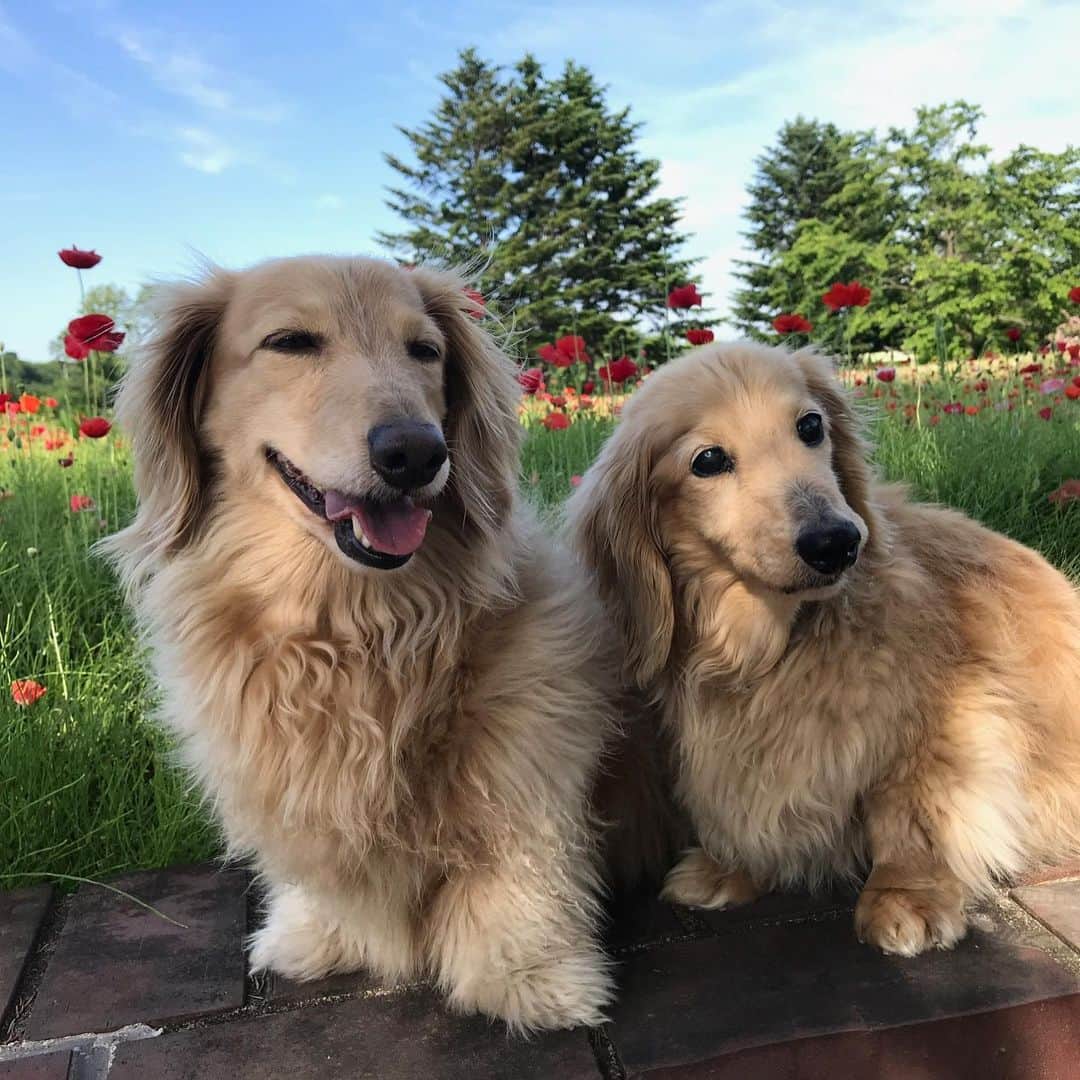 ハッチ＆ニコのインスタグラム：「🐶🐶🌺#爆モフ#ポピー #poppy #カメラ嫌い同好会 #pecoいぬ部 #犬の生活が第一 #癒しわんこ #dachshund #犬バカ部 #短足部 #ふわもこ部 #tokyocameraclub #東京カメラ部」