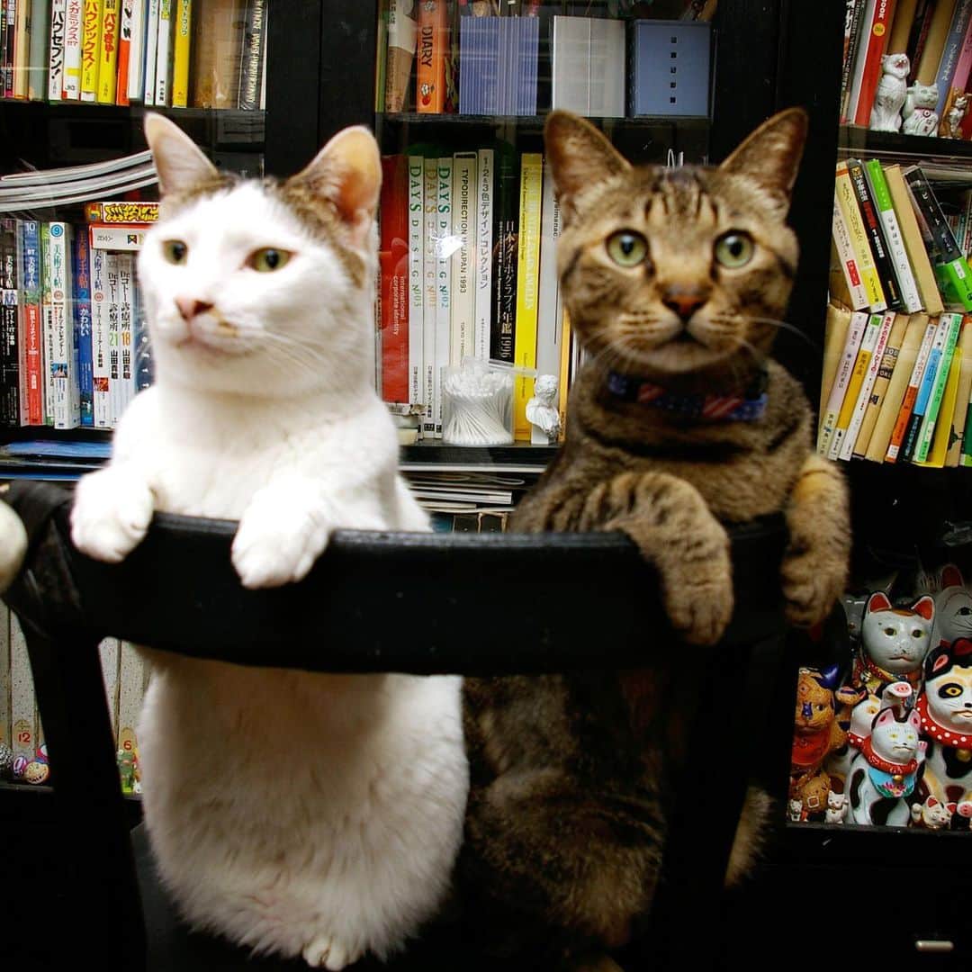 Kachimo Yoshimatsuさんのインスタグラム写真 - (Kachimo YoshimatsuInstagram)「今日はレオ爺の命日。 みんなで大捜索した日から3年。 あっちでのんびりしてるんだろうか？ #uchinonekora #leo #lipleo #oldphoto #レオ爺 #neko #cat #catstagram #kachimo #猫 #ねこ #うちの猫ら http://kachimo.exblog.jp」6月4日 20時12分 - kachimo