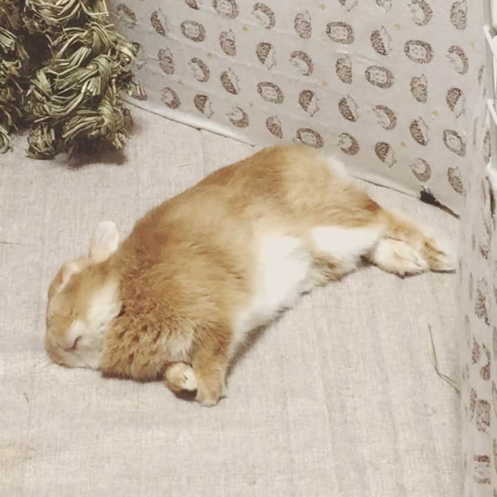 ?まるるのインスタグラム：「* * 5…4…3…2…1…寝た❤️ * * #うさぎ#ネザーランドドワーフ#ふわもこ部#rabbit#lapin#cutepetclub#WeeklyFluff #bunnystagram#rabbitstagram#instapet#20190604」