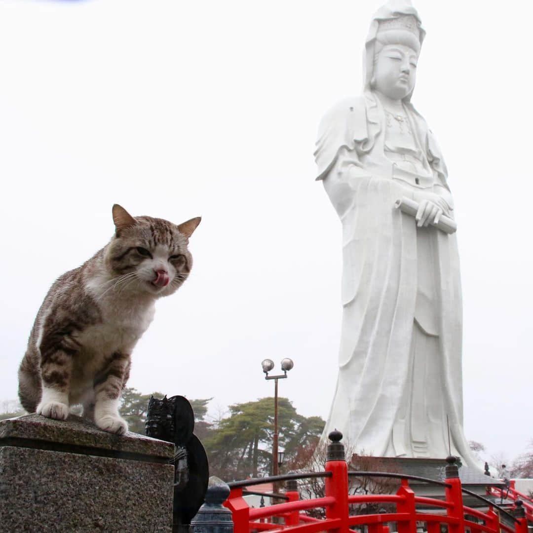 Nyankichi Noranekoさんのインスタグラム写真 - (Nyankichi NoranekoInstagram)「No.10 群馬 Gunma #猫 #고양이 #แมว #貓 #кошка #qata #chat #ニャンスタグラム #gato #喵星人 #ねこ部 #旅猫 #動物 #ねこのきもち #ニャン吉 #kawaii #保護猫 #美猫 #japan #猫写真 #ねこ #seekor #ネコ #旅貓 #猫写真 #gunma #群馬」6月4日 20時39分 - noraneko_nyankichi