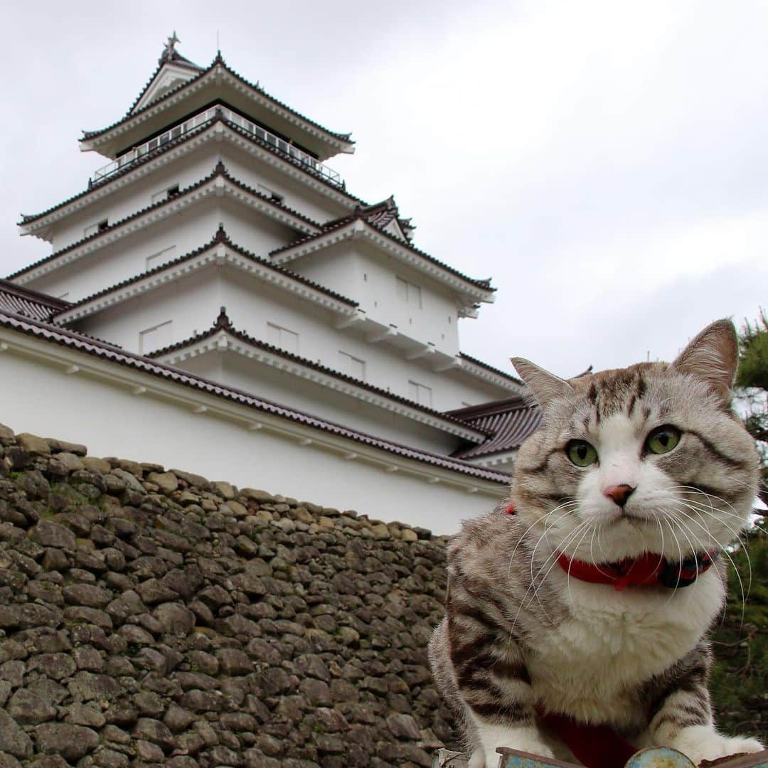 Nyankichi Noranekoさんのインスタグラム写真 - (Nyankichi NoranekoInstagram)「No.7 福島 Fukushima #猫 #고양이 #แมว #貓 #кошка #qata #chat #ニャンスタグラム #gato #喵星人 #ねこ部 #旅猫 #動物 #ねこのきもち #ニャン吉 #kawaii #保護猫 #美猫 #japan #猫写真 #ねこ #seekor #ネコ #旅貓 #猫写真 #fukushima #福島」6月4日 20時44分 - noraneko_nyankichi