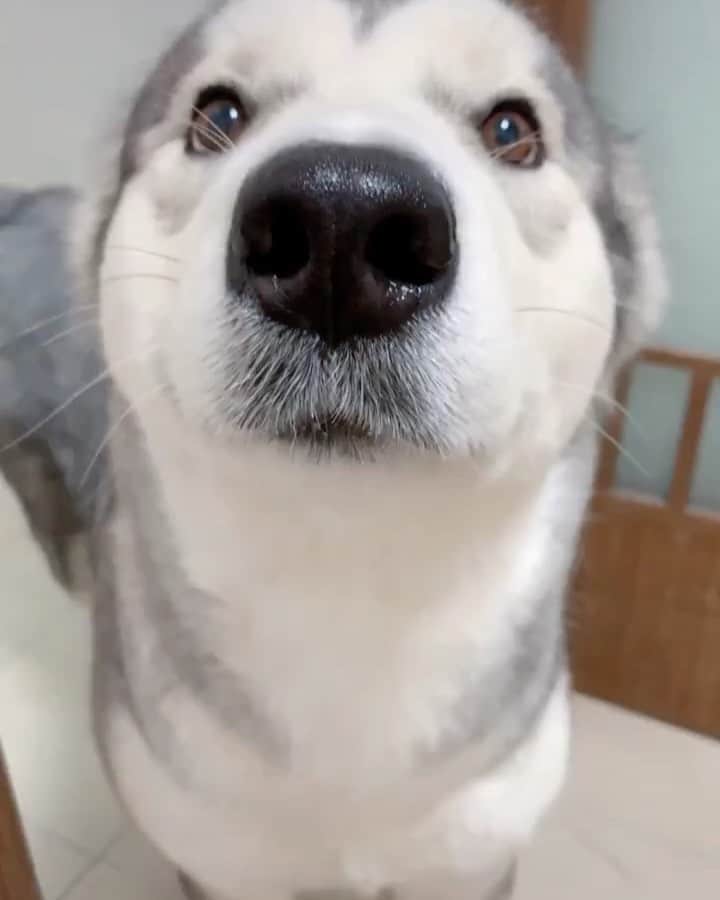husky and malamuteのインスタグラム：「Love you.😍😍」
