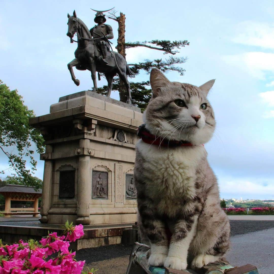 Nyankichi Noranekoさんのインスタグラム写真 - (Nyankichi NoranekoInstagram)「No.4 宮城 Miyagi #猫 #고양이 #แมว #貓 #кошка #qata #chat #ニャンスタグラム #gato #喵星人 #ねこ部 #旅猫 #動物 #ねこのきもち #ニャン吉 #kawaii #保護猫 #美猫 #japan #猫写真 #ねこ #seekor #ネコ #旅貓 #猫写真 #miyagi #宮城」6月4日 20時48分 - noraneko_nyankichi