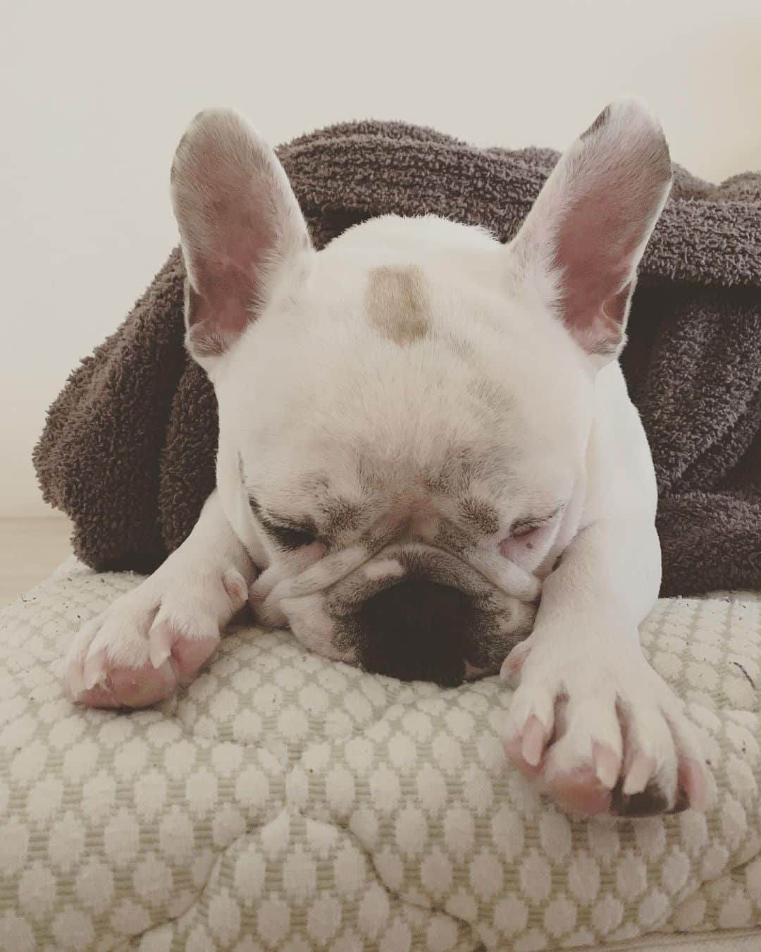 鑑田幸代のインスタグラム：「お疲れ様🐷 #frenchbulldog  #frenchbulldogs  #french_bulldogs  #frenchie  #buhi  #ハニーパイド #フレブル  #ブヒ #グース #グーちゃん」