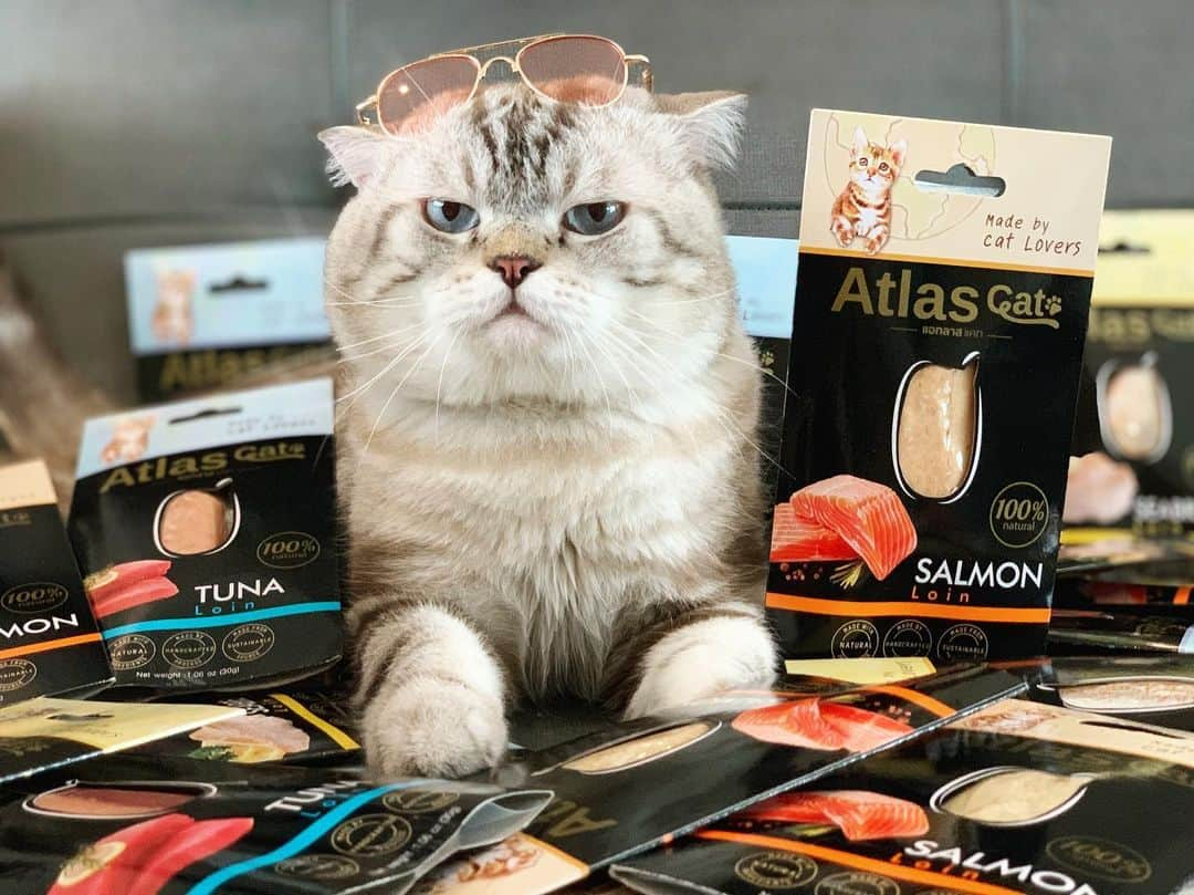 Chepoさんのインスタグラム写真 - (ChepoInstagram)「มีของมาแจกว่ะมนุษย์ อาหารแมวโคตรพรีเมี่ยวจาก @atlascatfood 30ชิ้น!! เล่น/ลุ้นของรางวัลแสนง่ายที่ www.facebook.com/chepocat」6月4日 20時56分 - chepocat