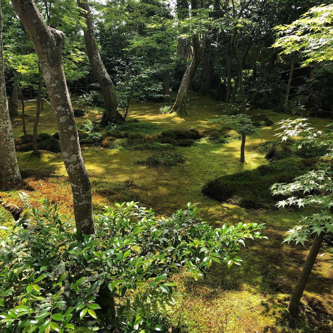 柴田紗希さんのインスタグラム写真 - (柴田紗希Instagram)「今日は京都ロケでした。 @kawaii_japan_da ご褒美ロケなだけのこの景色、、、 それにくみちゃんと一緒に♡(スワイプしてねん) 祇王寺へ行かせて頂きました。嵐山の一番奥。 行ったことある？ 想像をはるかに超える輝きでした パワーが溢れてた 自然の素晴らしいパワースポット🤭 また行きたい新しい京都を知ったよ。 本当に素敵だからみんな行ってみてほしい。 苔ってきれいで癒しなんだね🍃 苔女が増えてる意味が分かったな〜✨ #京都 #祇王寺 #kawaiijapanda」6月4日 20時58分 - shibasaaki