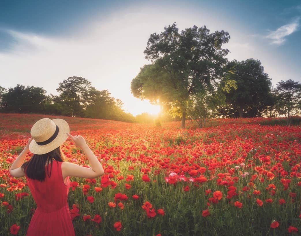 mikicoco00さんのインスタグラム写真 - (mikicoco00Instagram)「* * ポピー🌹 光が綺麗～♪ 何でもない休日🚲♡ * * * * #ポピー#ポピー畑#赤#光 #夕日#red#flower#spring #昭和記念公園#麦わら帽子 #日本の赤色のセカイ」6月4日 21時04分 - mikicoco00