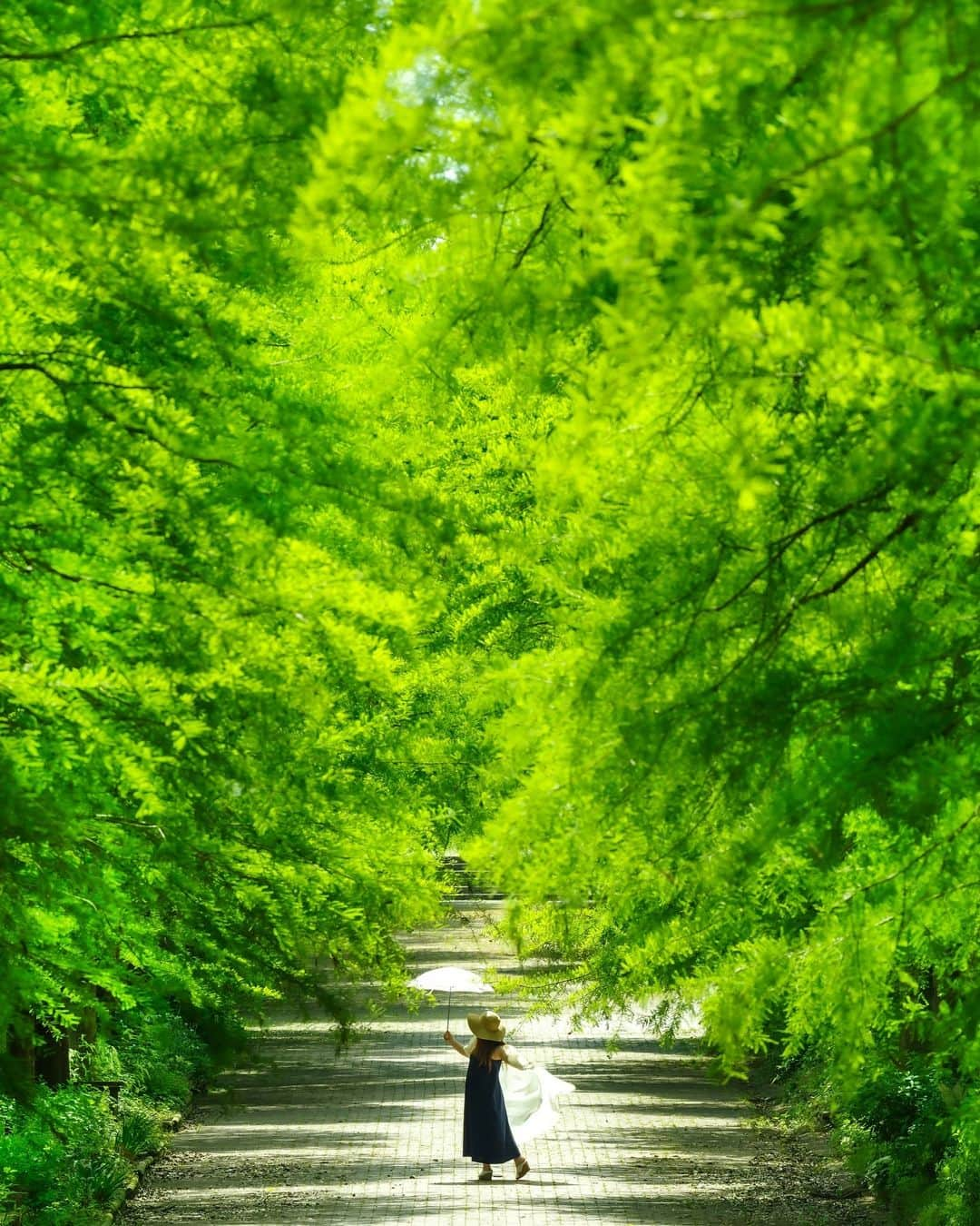 Takefumi Tezkaのインスタグラム：「✴︎新緑🍃 ✴︎ ✴︎ ✴︎兵庫県  #igshotz#inspiring_shot #awesomeglobe #awesome_earthpix#worldprime #awesomeearth#whpnaturallight #wonderful_places#beautifuldestinations #earthpix #earthfocus #hubs_united#earth_shotz#awesome_photographers #ポートレート #earthofficial #fantastic_earth#discoverearth#自然#緑#新緑#兵庫県#japan」