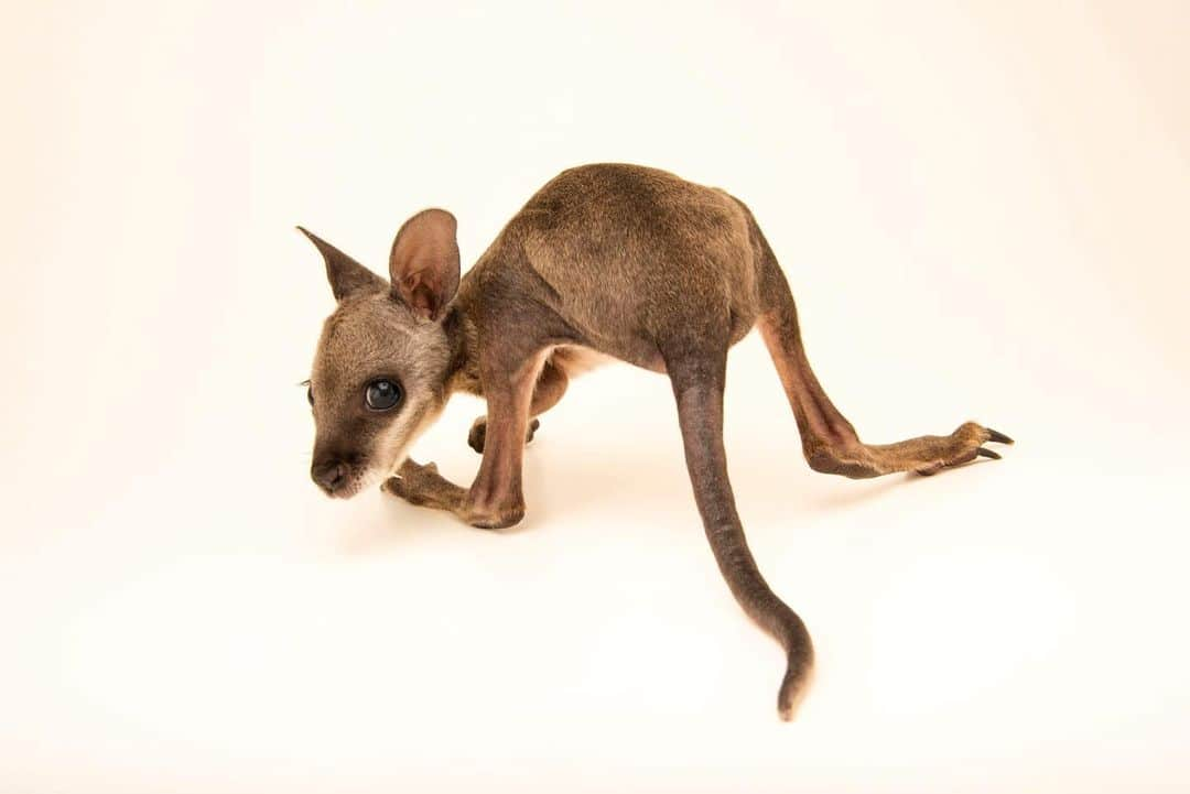 Joel Sartoreさんのインスタグラム写真 - (Joel SartoreInstagram)「Meet Billy, a five-month old Tammar wallaby @moonlitsanctuary. Native to Western Australia, this shy creature will spend most of the day resting in areas with dense vegetation, emerging around dusk to feed on open, grassy clearings. Their healthy appetite for herbs and grasses has led to this species being considered an agricultural pest by some landowners, but the biggest threat to this species comes in the form of predation by red foxes, which are not native and highly invasive. Reintroduction programs and fox control programs play an important role in helping the Tammar wallaby’s population to recover from recent declines. #Billy #tammar #wallaby #baby #cute #shy #grazer #australia #photoark #savetogether」6月4日 21時37分 - joelsartore