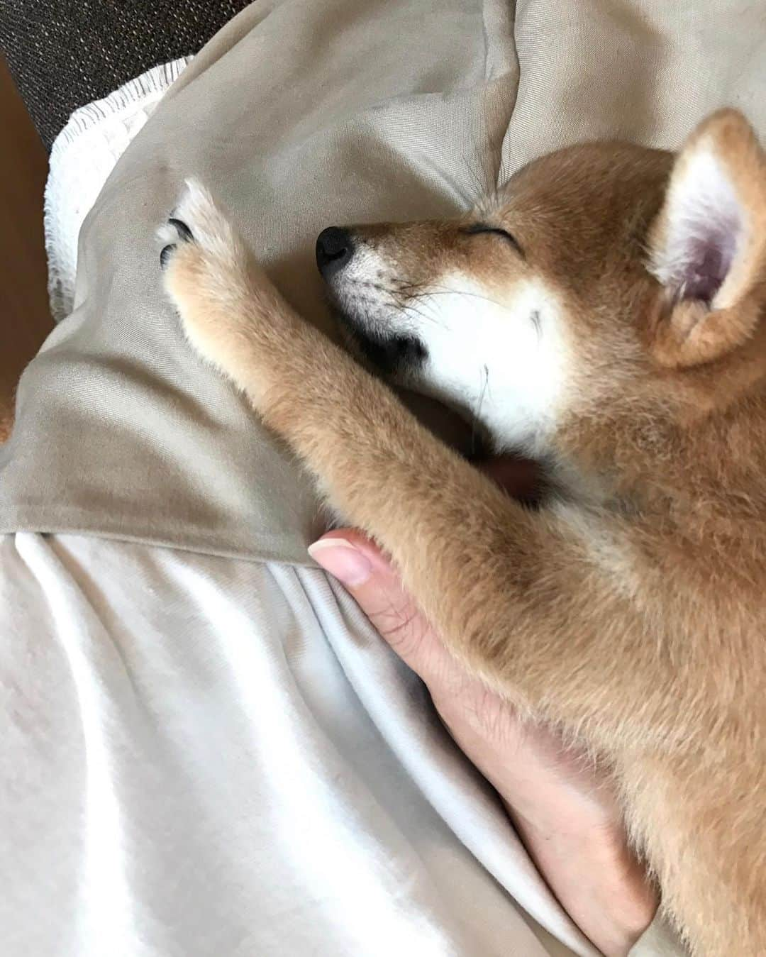 豆柴にこちゃんさんのインスタグラム写真 - (豆柴にこちゃんInstagram)「🐶🍼 前にも載せた、ベビーにこの 私の膝の上で寝ながら ママのおっぱい飲んでる夢見てる動画。 . チュパチュパしながら、 ほんのり手でおっぱい押してるのが かわいすぎる🥰 . この時はまだ生後4ヶ月くらいだから、 ママの記憶が残ってるみたい。 . 天使か‼️ . #プレイバックにこ #守ってあげたい #私が新しいママよ👩 . #柴犬#豆柴#pecoいぬ部#犬#わんこ#犬#ここ柴部#shibainu#dog#mameshiba#pecotv#dog#いぬのきもち部#しばいぬ#しばけん#こいぬ#シバイヌ#いぬ#イヌ#赤柴#マメシバ#ペット#日本犬#子犬#puppy#doggo#pet」6月4日 21時42分 - nikochan.mame48