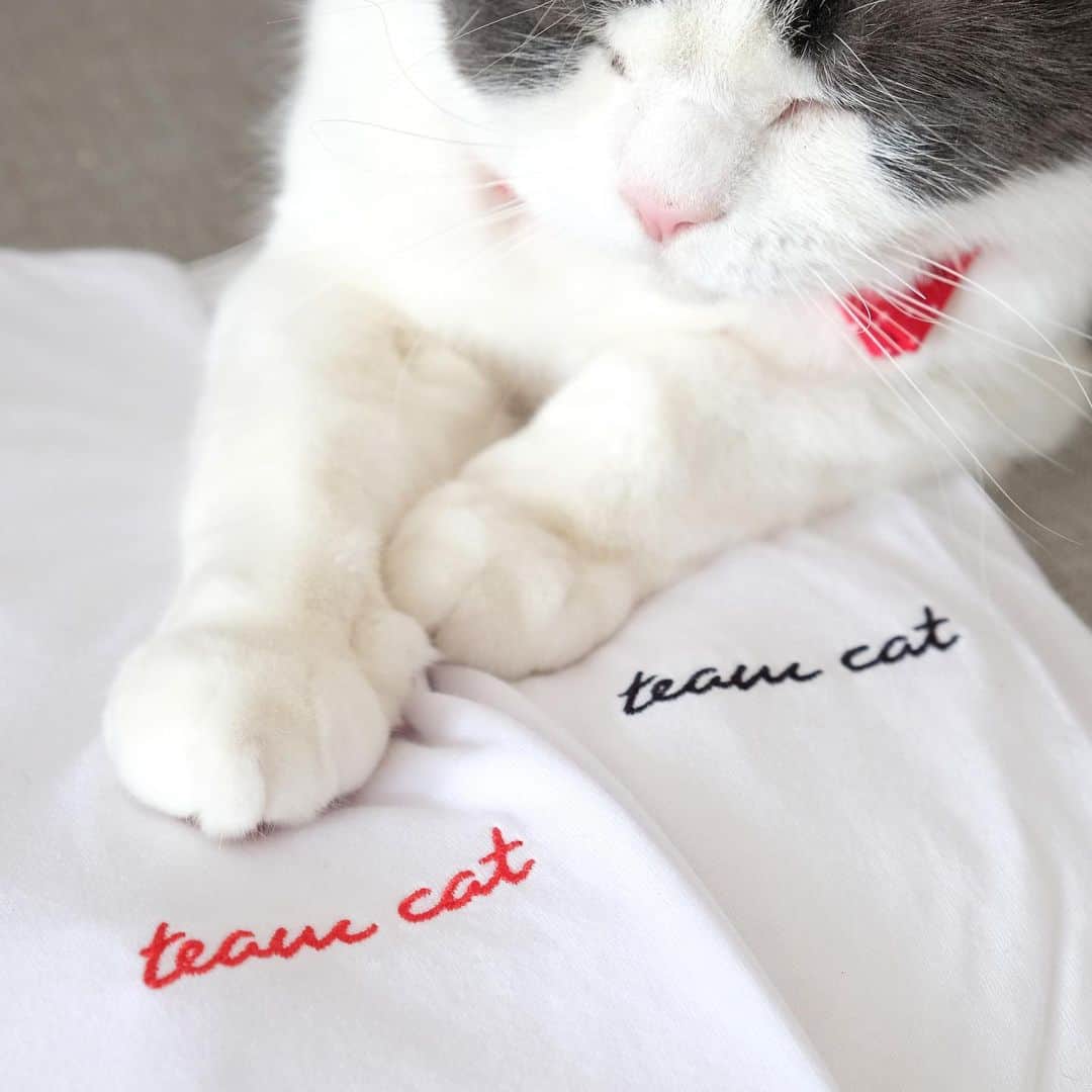 catinberlinさんのインスタグラム写真 - (catinberlinInstagram)「Found the purrfect spot for napping. ❤️ #teamcat Available with red or black stitching. www.catinberlin.com」6月4日 21時58分 - catinberlin