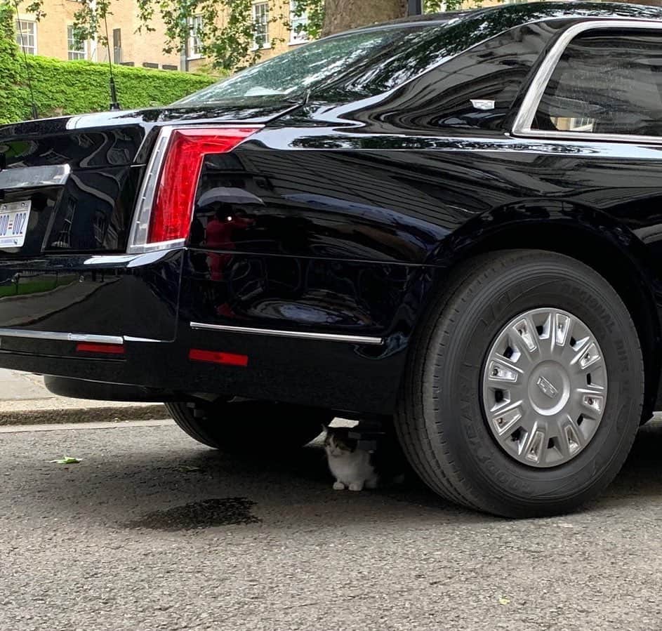 NBC Newsさんのインスタグラム写真 - (NBC NewsInstagram)「“Huge security issue as Larry the Downing St. cat shelters under Donald Trump’s limo ‘’the Beast’ & refuses to move,” @nbcnews’ Bill Neely reports.」6月4日 21時58分 - nbcnews