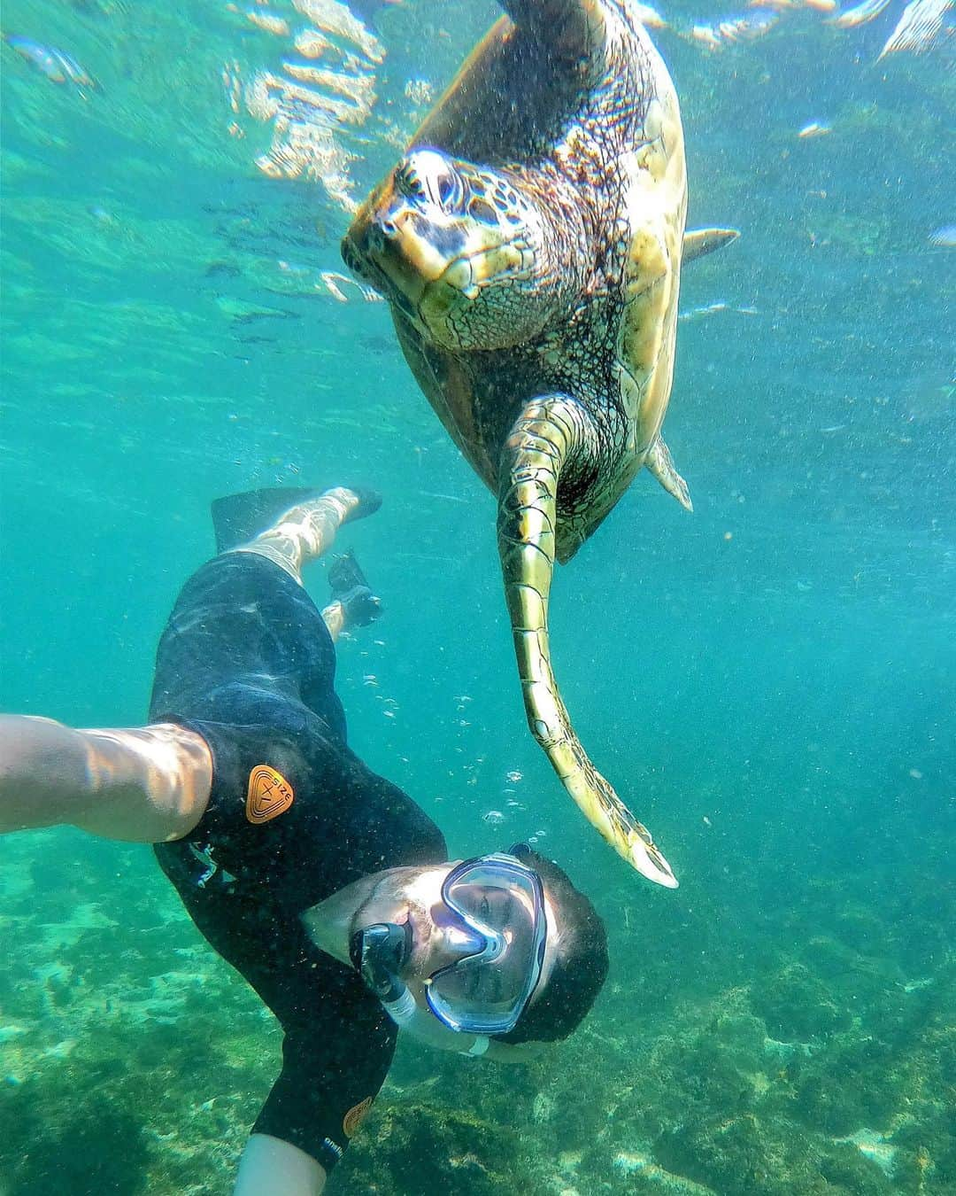 アラン・ディクソンさんのインスタグラム写真 - (アラン・ディクソンInstagram)「Synchronised Swimming on point 👌 Turtle Team Thanks You 🐢 Awesome feedback and ideas from you crew in my stories, I’m writing up a list of them and starting out fresh this month. I came to the Galapagos to refocus and decide on my next moves. It’s time to build a team, launch merch and highlight this amazing community. Comment below if you want to be apart of it!! #turtle #greenturtle #turtlesofinstagram #turtlesquad #snorkeling #galapagos #galápagos #galapagos🐢 #animalselfie #galapagosislands #wildlfie #swimming #marinelife #synchronizedswimming」6月4日 21時59分 - daxon