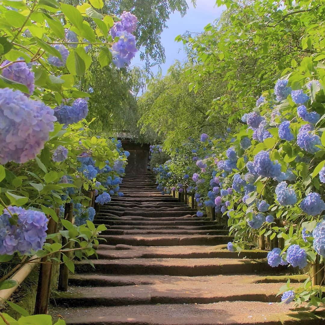 All Nippon Airwaysさんのインスタグラム写真 - (All Nippon AirwaysInstagram)「Japan’s rainy season might just become your fave season, thanks to hydrangeas. Swipe to see our fave flowery spot: Meigetsu-in temple!」6月4日 22時01分 - allnipponairways