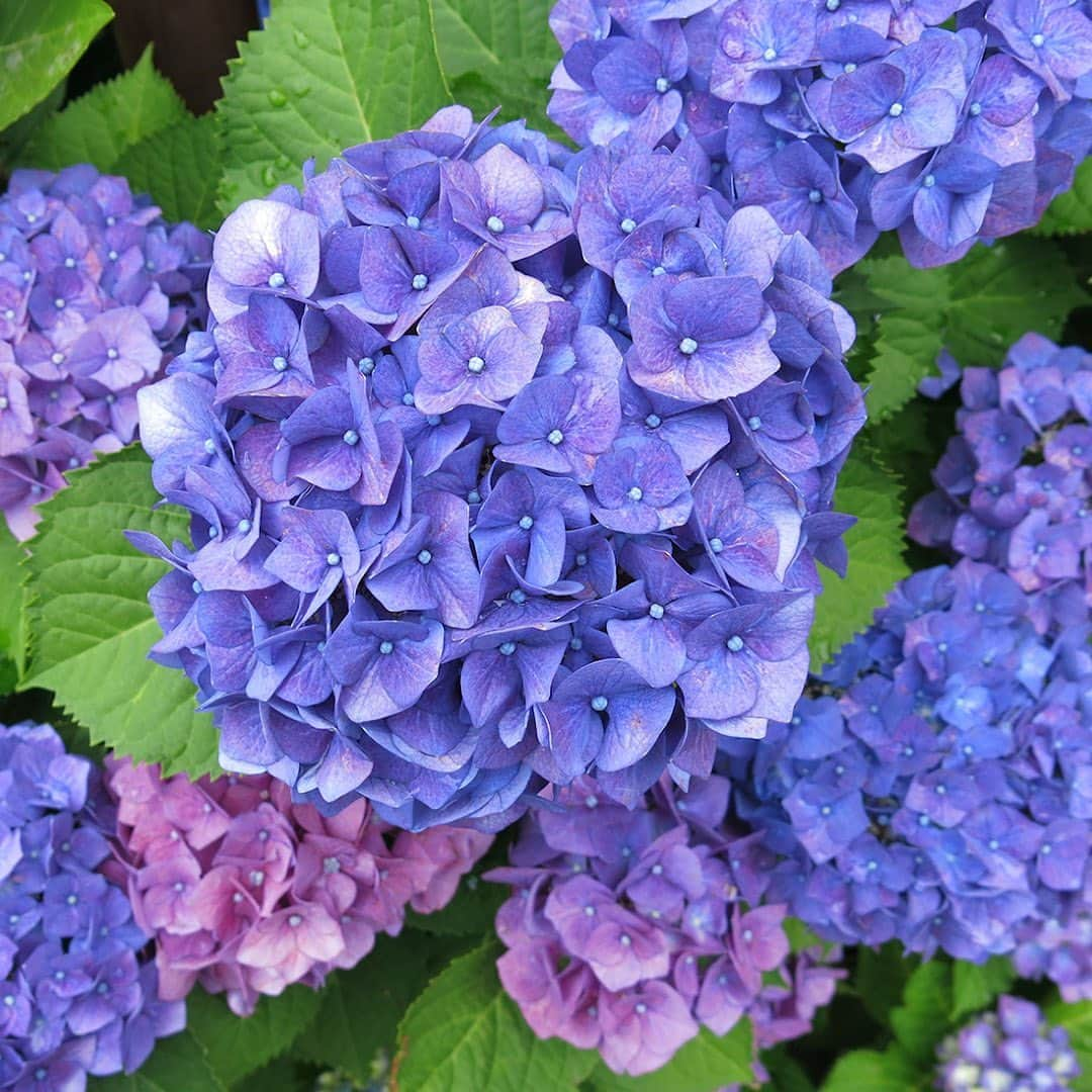 All Nippon Airwaysさんのインスタグラム写真 - (All Nippon AirwaysInstagram)「Japan’s rainy season might just become your fave season, thanks to hydrangeas. Swipe to see our fave flowery spot: Meigetsu-in temple!」6月4日 22時01分 - allnipponairways